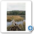 Algonquin Provincial Park - Spruce Bog Boardwalk