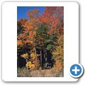 Indian Summer