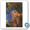 Indian Summer