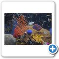 Kapstadt - Two Oceans Aquarium - Korallenriff