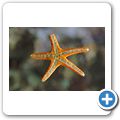 Kapstadt - Two Oceans Aquarium - Seestern