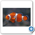 Kapstadt - Two Oceans Aquarium - Anemonenfisch