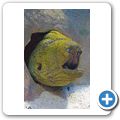 Kapstadt - Two Oceans Aquarium - Mur&auml;ne