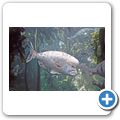 Kapstadt - Two Oceans Aquarium