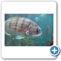 Kapstadt - Two Oceans Aquarium