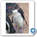 Kapstadt - Two Oceans Aquarium - Felsenpinguin