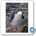 Kapstadt - Two Oceans Aquarium - Felsenpinguin