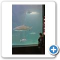 Kapstadt - Two Oceans Aquarium