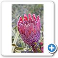 Kapstadt - Kirstenbosch National Botanical Garden
