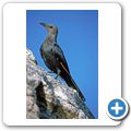 Kapstadt - Tafelberg - Rotschwingenstar