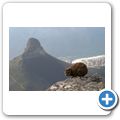 Kapstadt - Tafelberg - Klippschliefer
