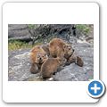 Kapstadt - Tafelberg - Klippschliefer