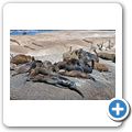 Hout Bay - Bootsfahrt zur Seel&ouml;wenkolonie von "Duiker Island" - Seel&ouml;wen