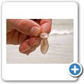Nordhoek Beach - Strandschnecke