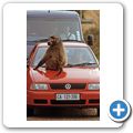 B&auml;renpavian