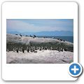 Pinguinkolonie am Boulders Beach