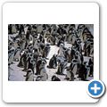 Pinguinkolonie am Boulders Beach