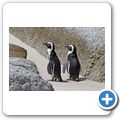Pinguinkolonie am Boulders Beach