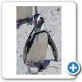 Pinguinkolonie am Boulders Beach