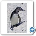Pinguinkolonie am Boulders Beach
