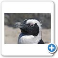 Pinguinkolonie am Boulders Beach