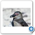 Pinguinkolonie am Boulders Beach