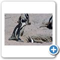 Pinguinkolonie am Boulders Beach