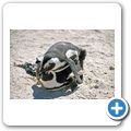 Pinguinkolonie am Boulders Beach