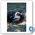 Pinguinkolonie am Boulders Beach