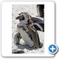 Pinguinkolonie am Boulders Beach