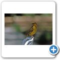 West Coast National Park - Webervogel