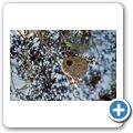 West Coast National Park - Webervogelnest