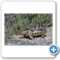 West Coast National Park - Afrikanische Schnabelbrustschildkr&ouml;te