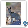 Augrabies Falls National Park - Klippspinger