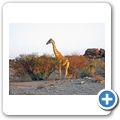 Augrabies Falls National Park - Giraffe
