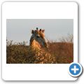 Augrabies Falls National Park - Giraffe