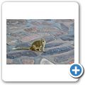 gelbe Manguste