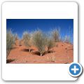 Kgalagadi Tranfrontier Park