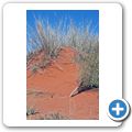 Kgalagadi Tranfrontier Park