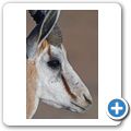 Kgalagadi Tranfrontier Park - Springbock