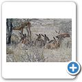 Kgalagadi Tranfrontier Park - Springbock