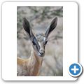 Kgalagadi Tranfrontier Park - Springbock