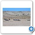 Kgalagadi Tranfrontier Park - Gnu