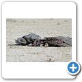 Kgalagadi Tranfrontier Park - Gnu