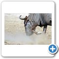Kgalagadi Tranfrontier Park - Gnu