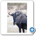 Kgalagadi Tranfrontier Park - Gnu