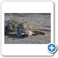 Kgalagadi Tranfrontier Park - Borstenh&ouml;rnchen