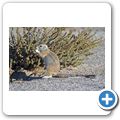 Kgalagadi Tranfrontier Park - Borstenh&ouml;rnchen
