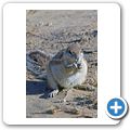 Kgalagadi Tranfrontier Park - Borstenh&ouml;rnchen