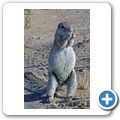 Kgalagadi Tranfrontier Park - Borstenh&ouml;rnchen